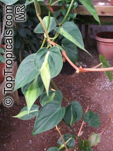 Philodendron_scandens6582