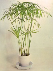 cyperus.alternifolius
