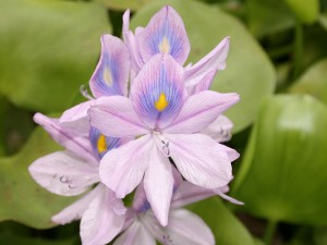 Water_hyacinth